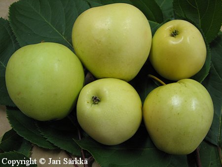 Malus domestica Valkea Nalif tarhaomenapuu